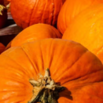 Pumpkin Everywhere—It Must Be Fall